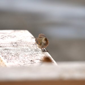 Barbados, Caribbean Island