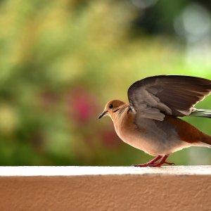 Barbados, Caribbean Island