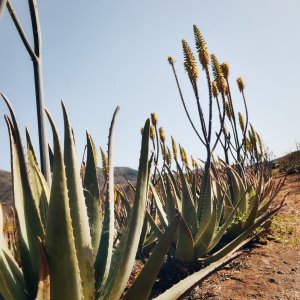 Fuerteventura