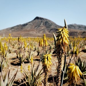 Fuerteventura