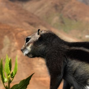 Fuerteventura