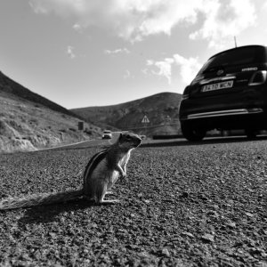 Fuerteventura