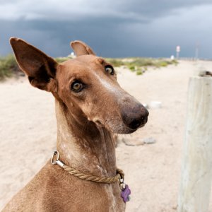 Fuerteventura