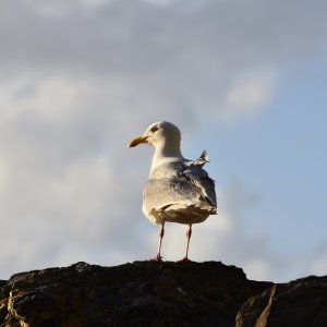 Newquay