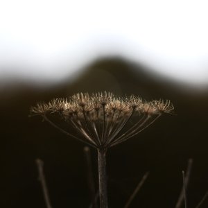 North Yorkshire