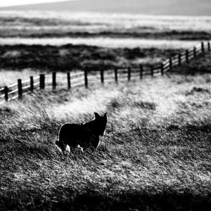 North Yorkshire