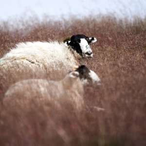 North Yorkshire