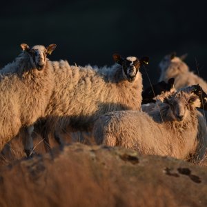 North Yorkshire