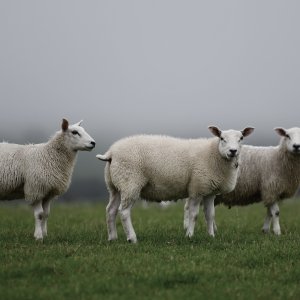North Yorkshire