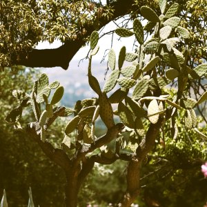 Sicily, Mediterranea Island